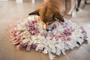 Dog sniffing mat