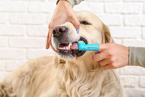 Cleaning dog's teeth with finger brush