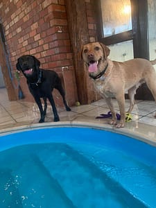 Two dogs by a pool