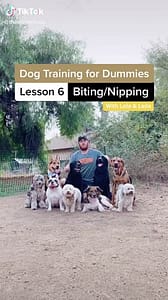 Still from Dog Training for Dummies