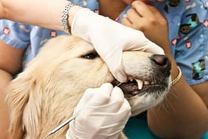 Vet cleaning dog's teeth