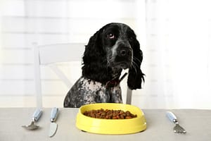 Cocker Spaniel with bowl of dry dog food