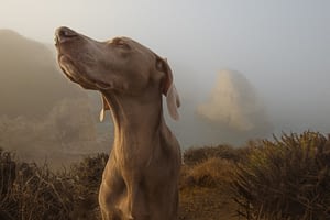 Weimaraner dog sniffing the air