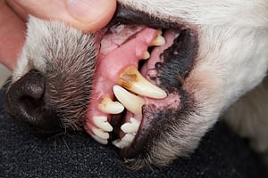 Dog with dirty teeth