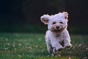 Happy dog running towards camera